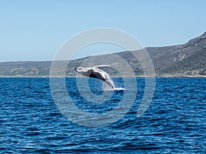 Humpback Whale Breaching