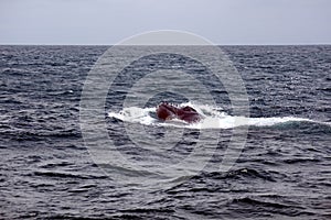 Humpback whale breaching