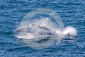 Humpback Whale Breaching