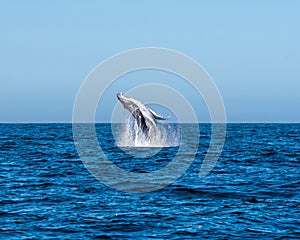 Humpback Whale Breaching