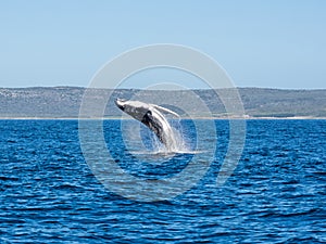 Humpback Whale Breaching