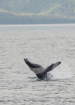 Humpback Whale breaching