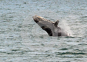 Humpback Whale breaching