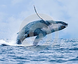 Humpback Whale Breaching