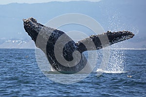 Humpback Whale Breaching