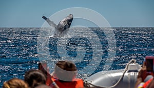 Humpback Whale breaching.