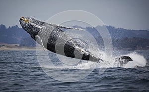 Humpback Whale Breaching