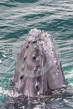 Humpback whale breaching