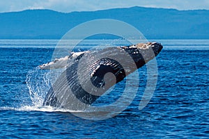 Humpback whale breaching in Alaska