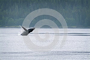 Humpback Whale Breaching in Alaska