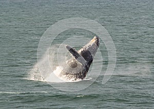 Humpback Whale breaching