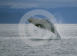 Humpback whale breaching in Alaska