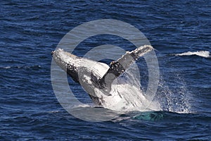 Humpback whale breaching img