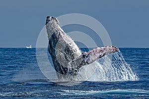 Humpback whale breaching in cabo san lucas