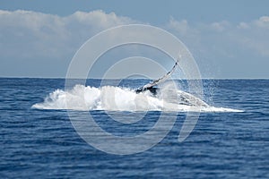 Humpback whale breaching in cabo san lucas