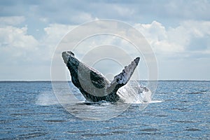 Humpback whale breaching in cabo san lucas