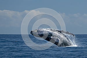 Humpback whale breaching in cabo san lucas