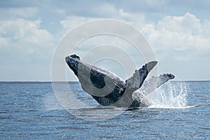 Humpback whale breaching in cabo san lucas