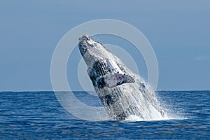 Humpback whale breaching in cabo san lucas