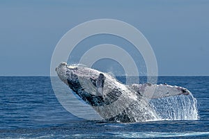 Humpback whale breaching in cabo san lucas