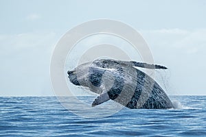 Humpback whale breaching in cabo san lucas