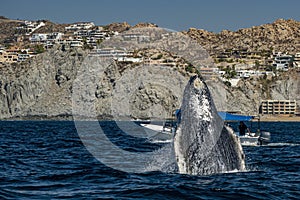 Humpback whale breaching in cabo san lucas