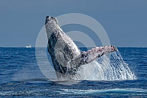 Humpback whale breaching in cabo san lucas photo