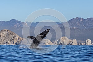 Humpback whale breaching in cabo san lucas mexico