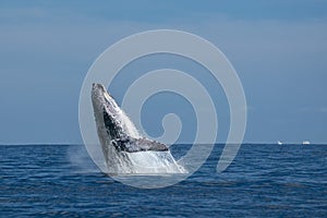 Humpback whale breaching in cabo san lucas mexico