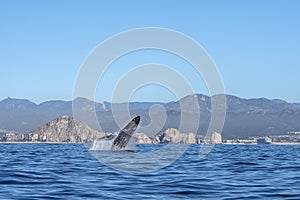 Humpback whale breaching in cabo san lucas mexico