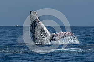 Humpback whale breaching in cabo san lucas pacific ocean