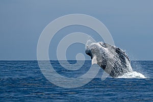 Humpback whale breaching in cabo san lucas pacific ocean