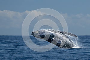 Humpback whale breaching img
