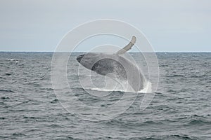 Humpback whale breaching, Cape Cod, Massachusetts
