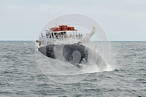 Humpback whale breaching, Cape Cod, Massachusetts