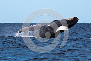 Humpback whale breaching near Lahaina in Hawaii.