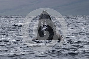 Humpback whale breaching near Lahaina in Hawaii.