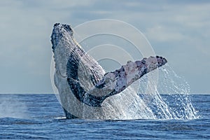 Humpback whale breaching