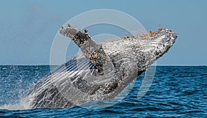 Humpback whale breaching. Humpback whale jumping out of the water.