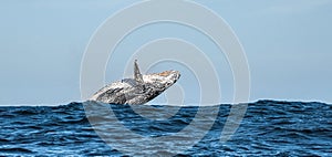 Humpback whale breaching. Humpback whale jumping out of the water.