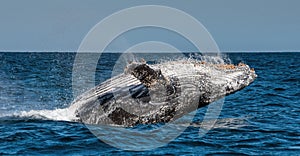 Humpback whale breaching. Humpback whale jumping out of the water.