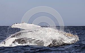 Humpback whale breaching. Humpback whale jumping out of the water.