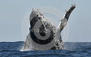 Humpback whale breaching. Humpback whale jumping out of the water.