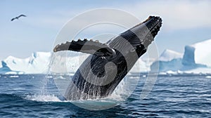 Humpback whale breaching in icy waters