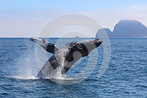 Hrb velryba porušení fjordů Aljaška 