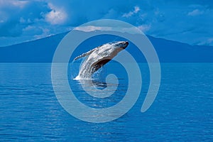 Humpback whale breaching (Megaptera novaeangliae), Alaska, South