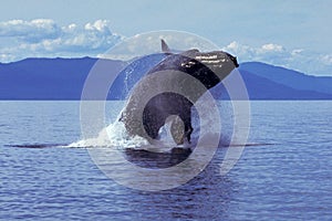 Humpback whale breaching (Megaptera novaeangliae), Alaska, South