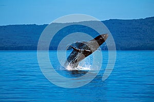 Humpback whale breaching (Megaptera novaeangliae), Alaska, South