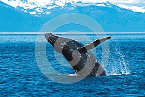 Humpback whale breaching (Megaptera novaeangliae), Alaska, South