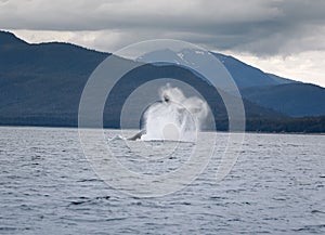 Humpback whale breaching near Juneau